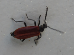 Pseudopyrochroa lateraria