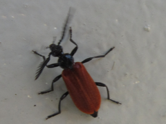 Pseudopyrochroa lateraria