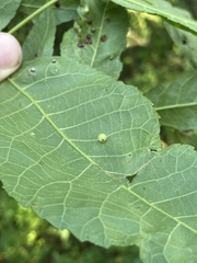 Caryomyia cilidolium