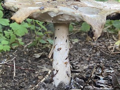 Agaricus