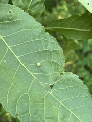Caryomyia cilidolium