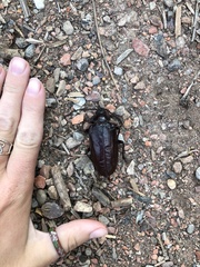 Prionus californicus