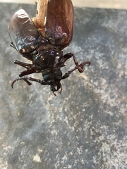 Prionus californicus