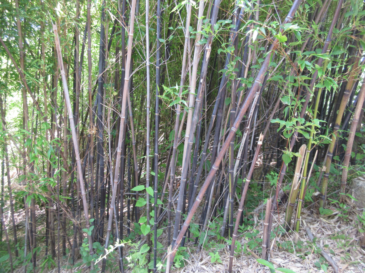 Phyllostachys nigra