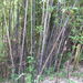 Black Bamboo - Photo (c) onidiras-iNaturalist, some rights reserved (CC BY-NC), uploaded by onidiras-iNaturalist