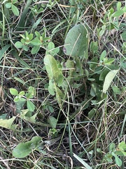 Asclepias amplexicaulis
