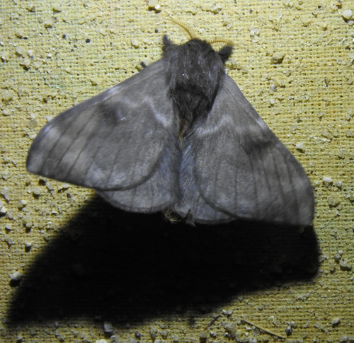 Hylesia pearsoni