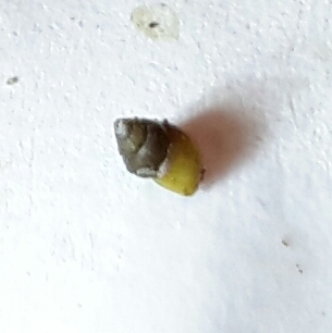 Angustassiminea californica