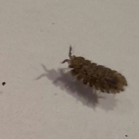 Armadilloniscus coronacapitalis