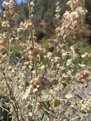 Malacothamnus helleri