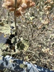 Malacothamnus helleri