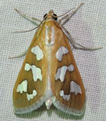 Diastictis robustior