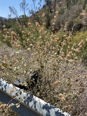 Malacothamnus helleri