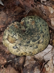 Lactarius atroviridis