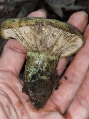 Lactarius atroviridis