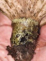 Lactarius atroviridis