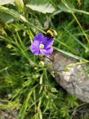Gentianopsis detonsa raupii