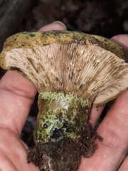Lactarius atroviridis