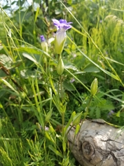 Gentianopsis detonsa raupii