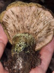 Lactarius atroviridis