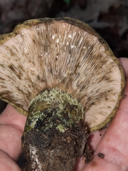 Lactarius atroviridis