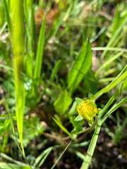 Potentilla drummondii