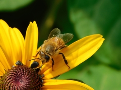 Apis mellifera