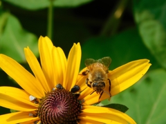 Apis mellifera