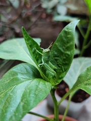 Schistocerca nitens