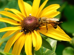 Apis mellifera