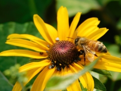 Apis mellifera