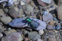 Cicindela splendida