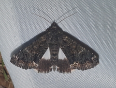 Catephia alchymista