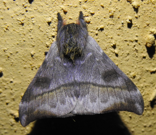 Hylesia munonia