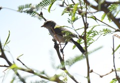 Auriparus flaviceps