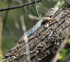Sceloporus clarkii