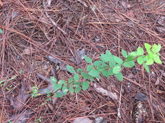 Desmodium marilandicum