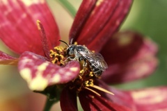 Lasioglossum sisymbrii