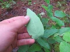 Desmodium nuttallii