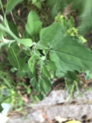 Norvellina chenopodii