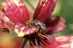 Lasioglossum sisymbrii