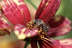 Lasioglossum sisymbrii