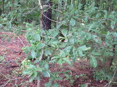 Quercus oglethorpensis