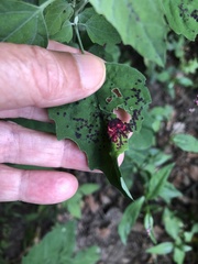 Norvellina chenopodii