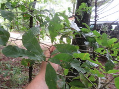 Quercus oglethorpensis