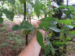 Quercus oglethorpensis