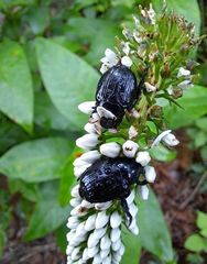 Lysimachia barystachys