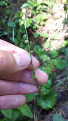 Pectiantia pentandra