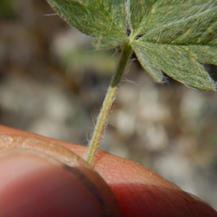 Potentilla arenosa
