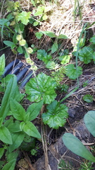 Pectiantia pentandra